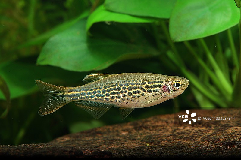 凯氏丹尼鲆在水族箱中游泳图片素材