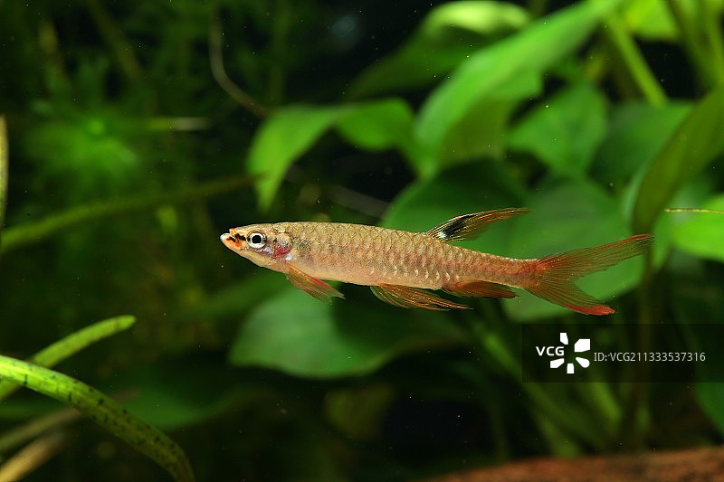 阿氏 Copella 雄性鱼缸观赏图片素材