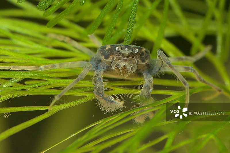 水族箱中金鱼藻叶片上的奈扬特里蟹蛛图片素材