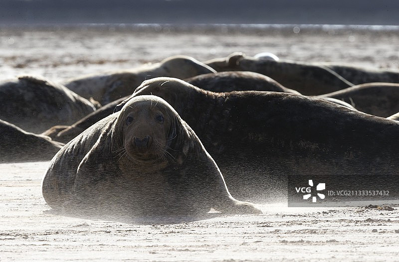 英格兰冬季沙尘暴中的灰色海豹图片素材
