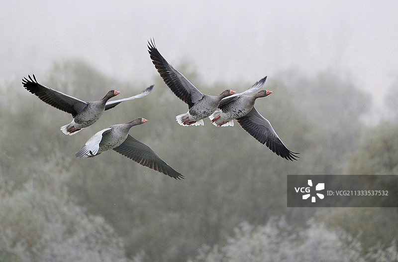 飞行中的灰雁，法国阿尔萨斯绍尔三角洲自然保护区图片素材