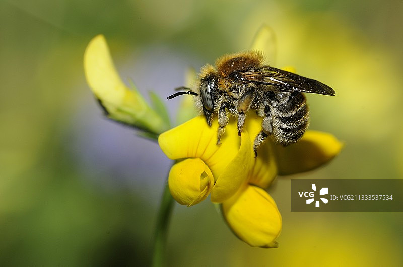 鸟足上的绒茧蜂（雌性），法国北部孚日地区自然公园图片素材