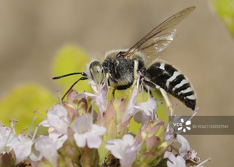 布列塔尼野生百里香上的眼斑砂泥蜂图片素材