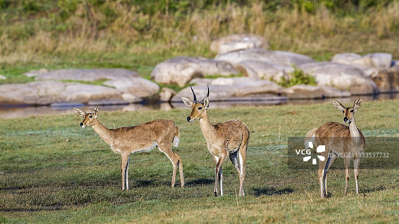 克鲁格国家公园内的波霍尔苇羚（Redunca redunca），南非图片素材