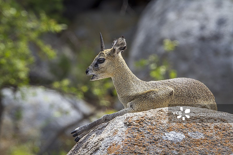 南非克鲁格国家公园的柯氏跳羚图片素材