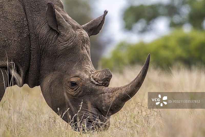 南非克鲁格国家公园的南方白犀牛图片素材