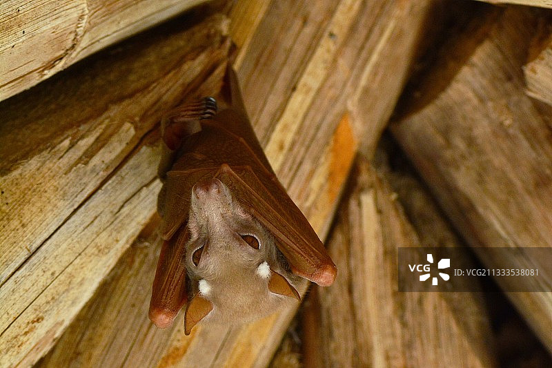 坦桑尼亚观鸟：果蝠图片素材