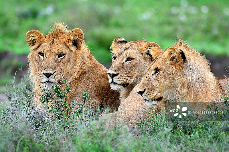 坦桑尼亚塞伦盖蒂国家公园休息的狮群图片素材