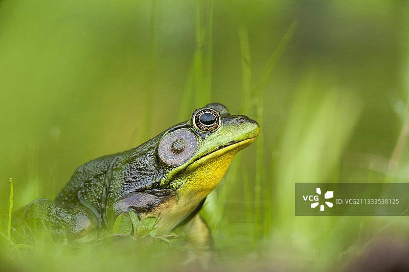 北美牛蛙池塘边背有水蛭图片素材