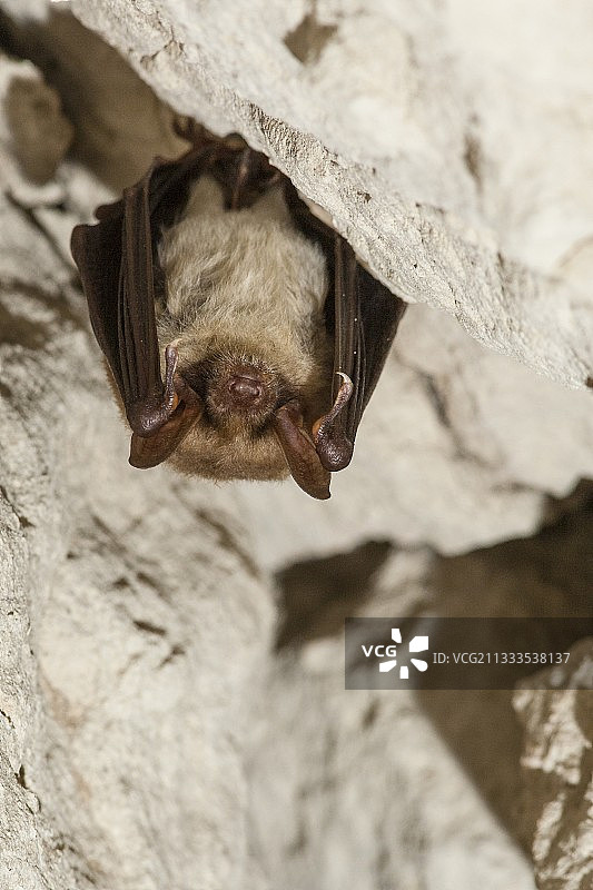 悬挂的鼠耳蝠 - 冬眠地（洞穴）蝙蝠年度调查图片素材