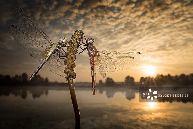 等待阳光的亲吻-两只蜻蜓在池塘里晾干翅膀图片素材
