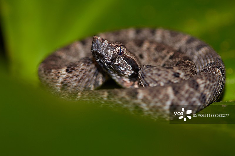 矛头蝮蛇 - 法属圭亚那图片素材