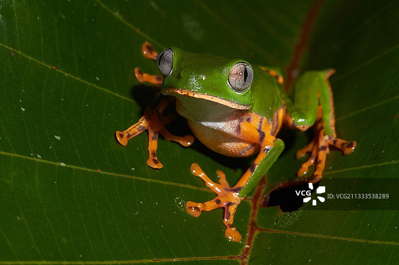 虎纹叶蛙，繁殖季节，卡瓦山，法属圭亚那图片素材