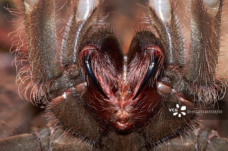 法属圭亚那的巨型食鸟蛛图片素材