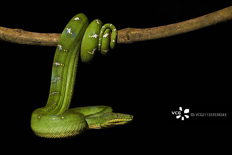 祖母绿树蟒图片素材