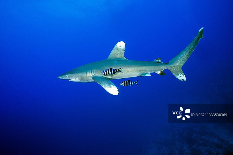 埃及红海远洋白鳍鲨与领航鱼图片素材