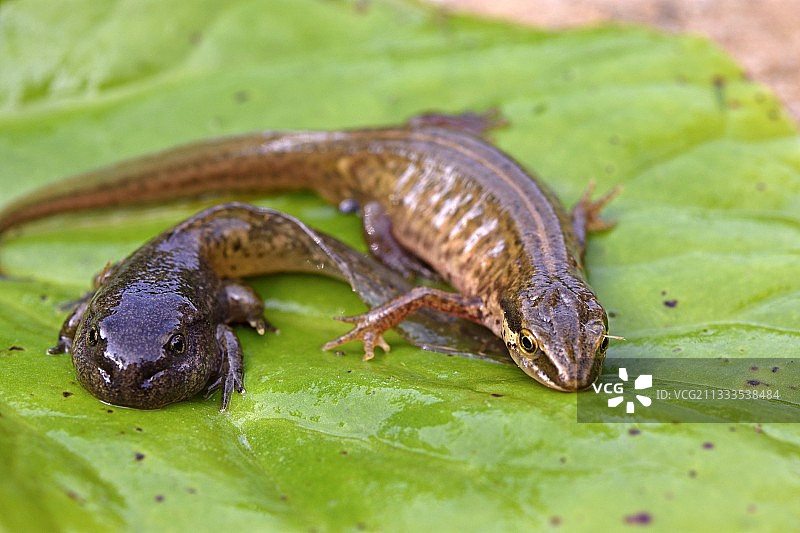 水生植物叶片上的蝾螈和蝌蚪图片素材