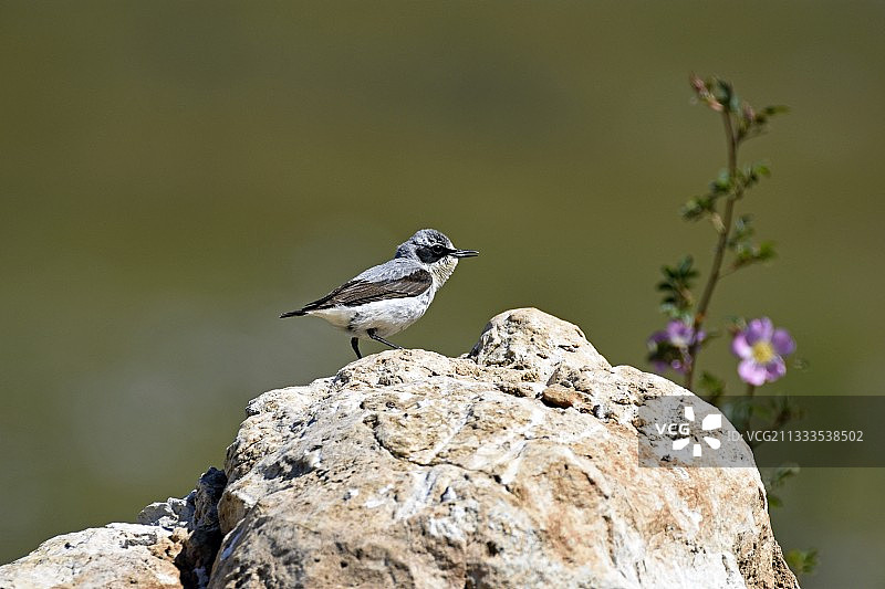 普通鵖幼鸟栖息在岩石上-法国塞文山国家公园图片素材