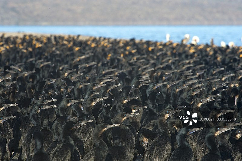 双冠鸬鹚和勃兰特鸬鹚（耳 Coronatus 和笔状鸬鹚）大量聚集的双冠鸬鹚和勃兰特鸬鹚。墨西哥下加利福尼亚。图片素材