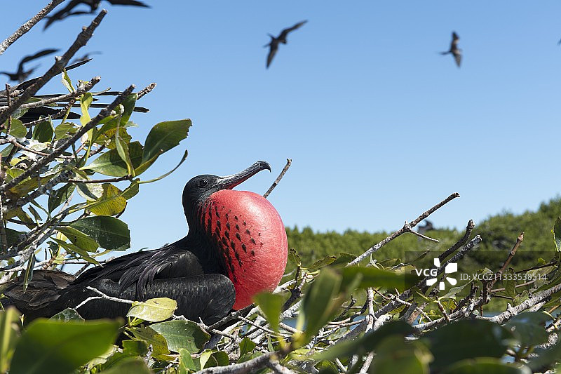 军舰鸟 墨西哥下加利福尼亚州图片素材