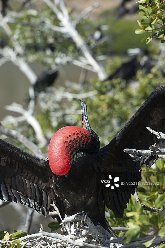 军舰鸟 墨西哥下加利福尼亚州图片素材