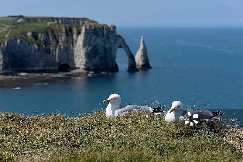 银鸥在悬崖边（法国诺曼底埃特雷塔）图片素材