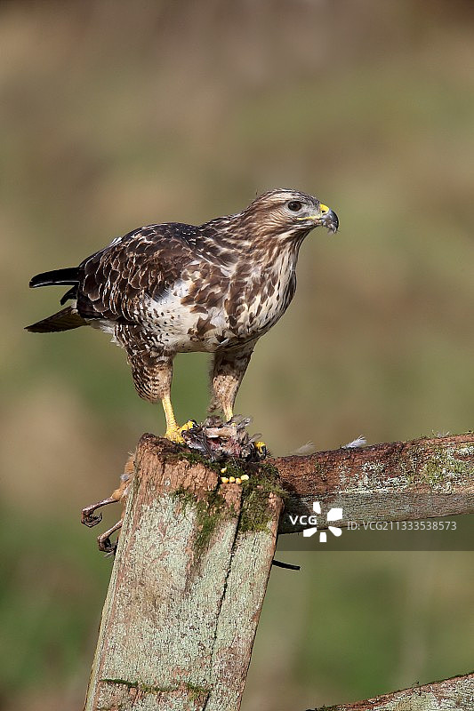 普通鵟食用红腿石鸡，华威郡图片素材