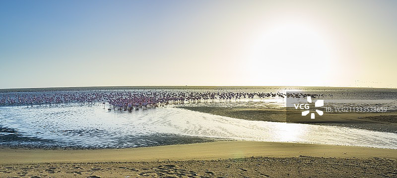 火烈鸟，纳米比亚鲸湾盐水泻湖风光图片素材