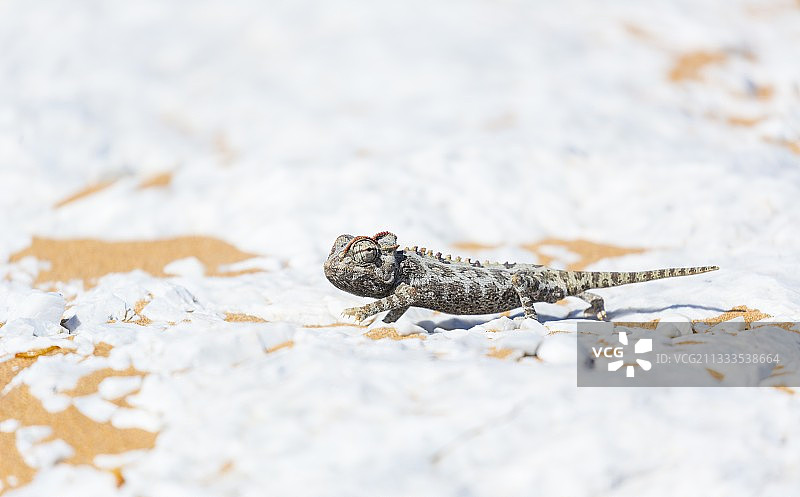 纳米比亚斯瓦科普蒙德沙丘上的Namaqua变色龙图片素材