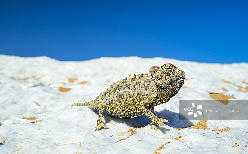 纳米比亚斯瓦科普蒙德沙丘上的Namaqua变色龙图片素材