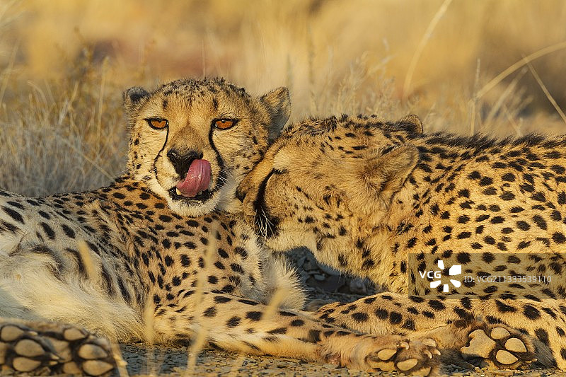 猎豹——傍晚雄性梳理毛发图片素材