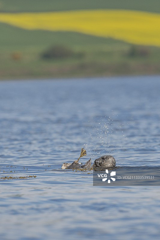 灰海豹攻击普通绒鸭，苏格兰图片素材