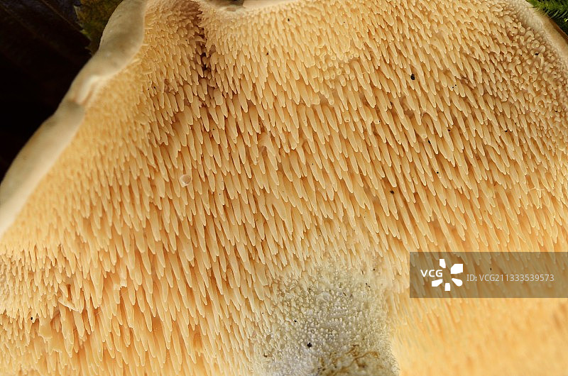 森林中的刺猬蘑菇图片素材