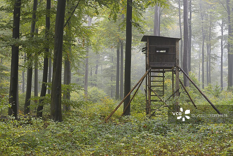 在德国巴伐利亚斯佩萨特山毛榉森林中的狩猎掩体图片素材