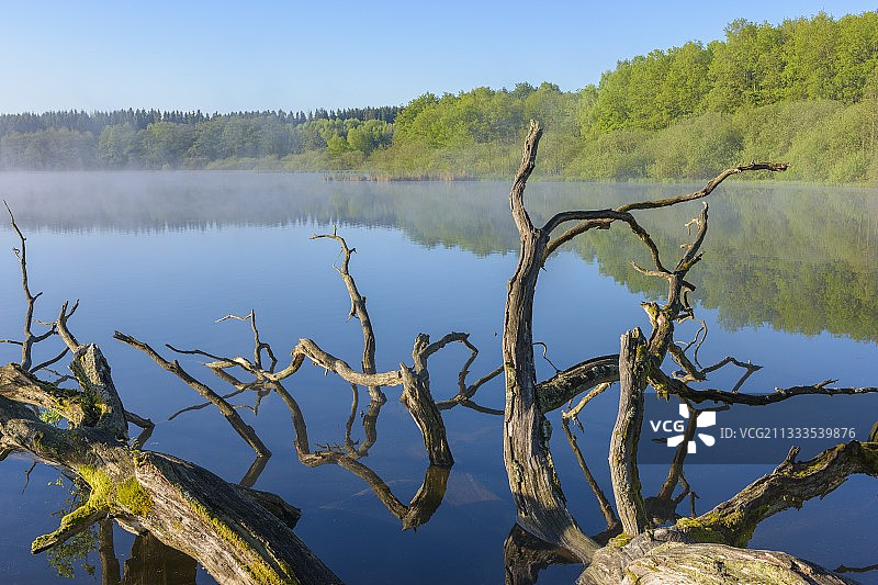 湖中枯树（橡树），德国黑森州罗滕巴赫池塘图片素材