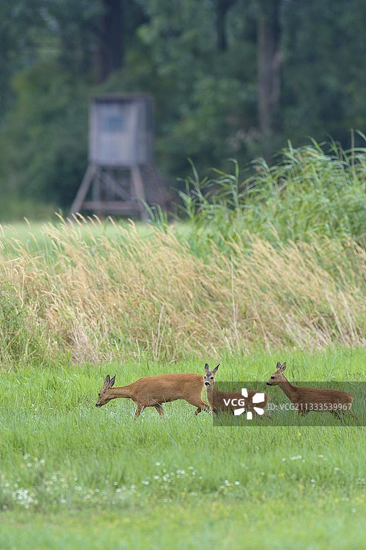 欧洲德国黑森草甸中的西方狍，背景是鹿台图片素材