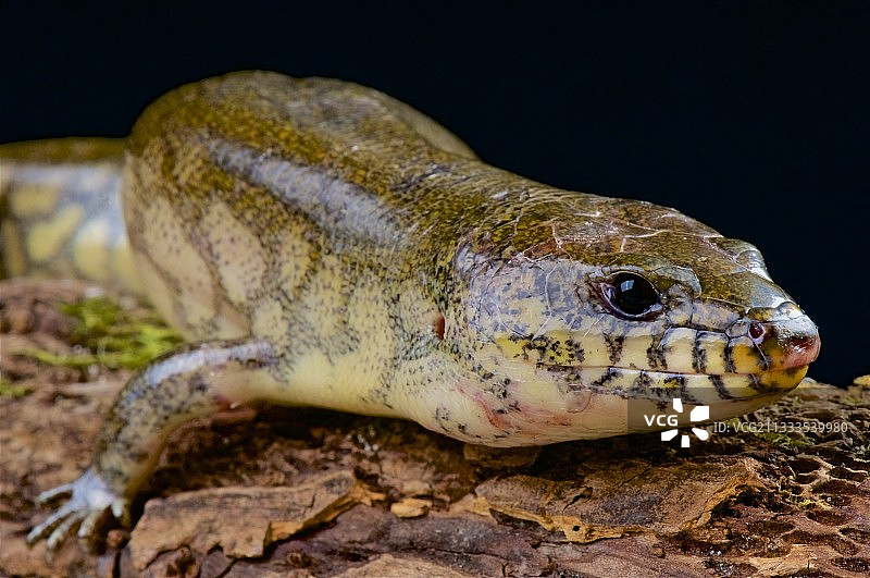 马达加斯加的巨型水蜥图片素材