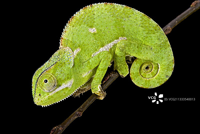 坦桑尼亚的瓣颈变色龙图片素材