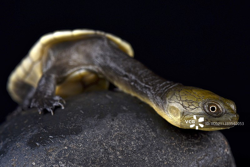 蛇颈龟（长颈澳龟），巴布亚新几内亚图片素材