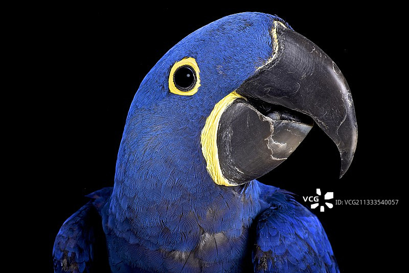 巴西紫蓝金刚鹦鹉图片素材