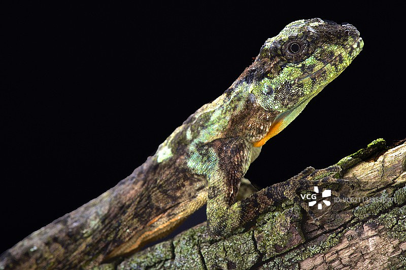 飞蜥：能够在树木之间滑翔的蜥蜴，印度尼西亚图片素材