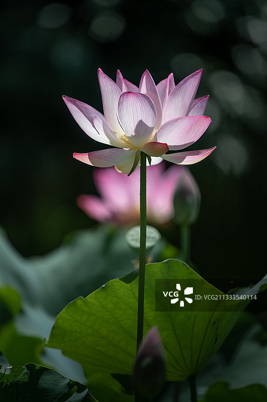 夏花灿烂图片素材