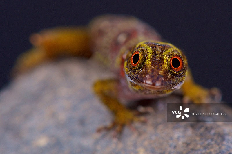 极度濒危的格林纳丁斯爪哇壁虎，世界上最稀有的爬行动物之一图片素材