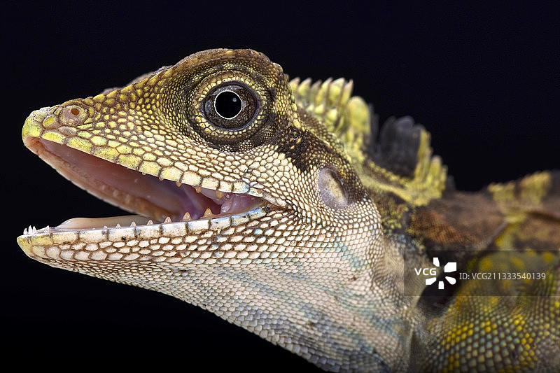 马来西亚大角头蜥图片素材