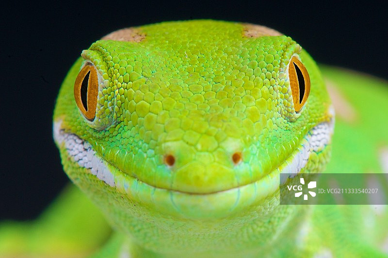 新西兰北部地区的绿色壁虎图片素材