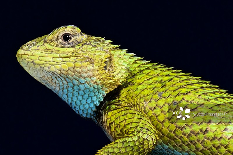 墨西哥的绿色多鳞蜥图片素材