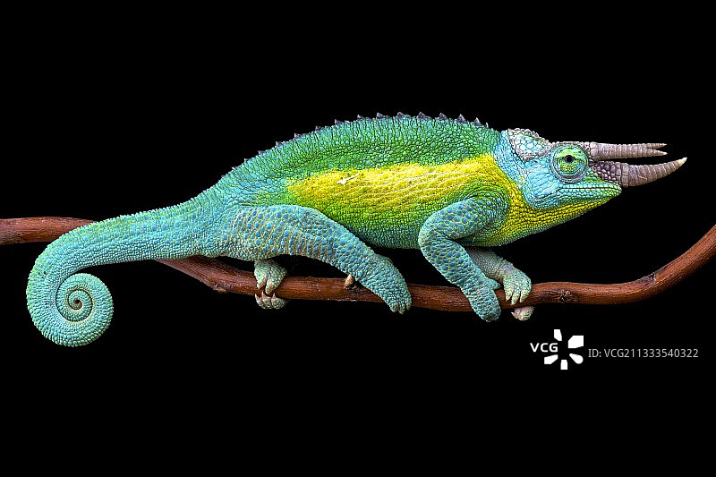 杰克逊三角变色龙（雄性）图片素材