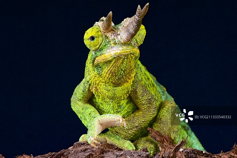 黄冠杰克逊变色龙，肯尼亚图片素材