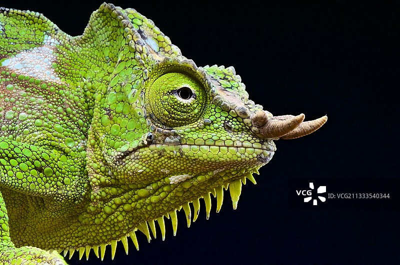 喀麦隆的四角变色龙图片素材