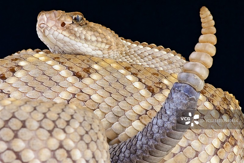 阿鲁巴岛响尾蛇图片素材